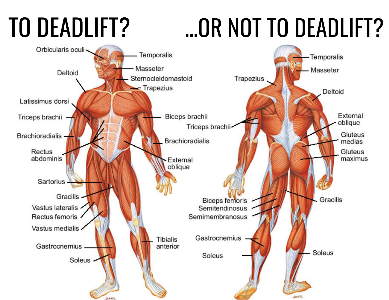 5 Reasons Why You Should Deadlift